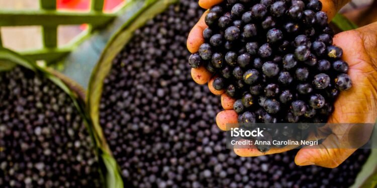 Açai, a fruit from the Amazon rainforest. In the photo: Açai in the state of Pará, in Belém.